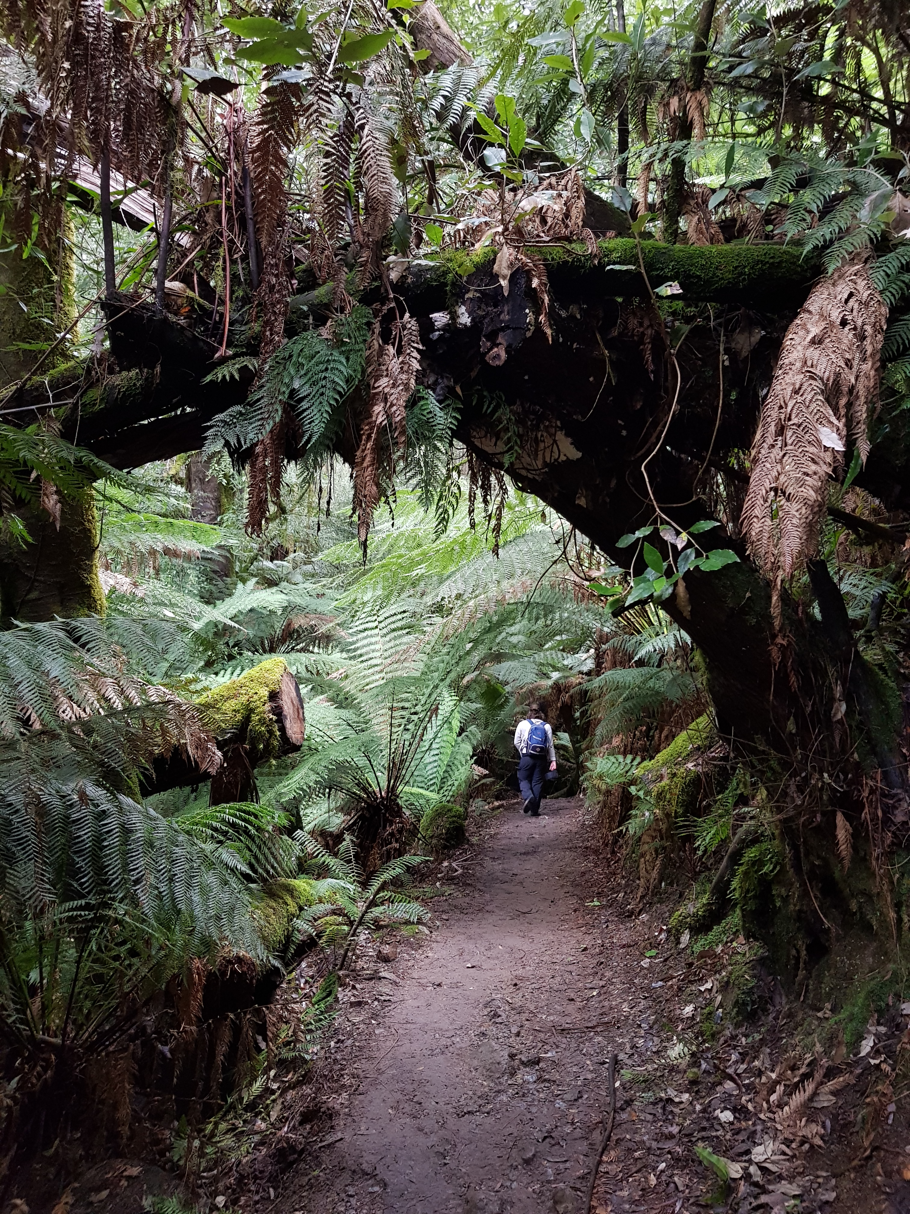 Sommelier walking in the rainforest