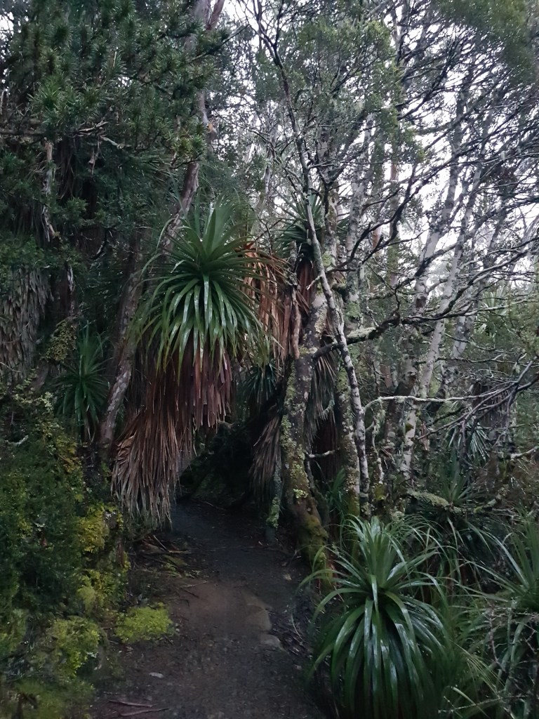 Pandanis in the rain