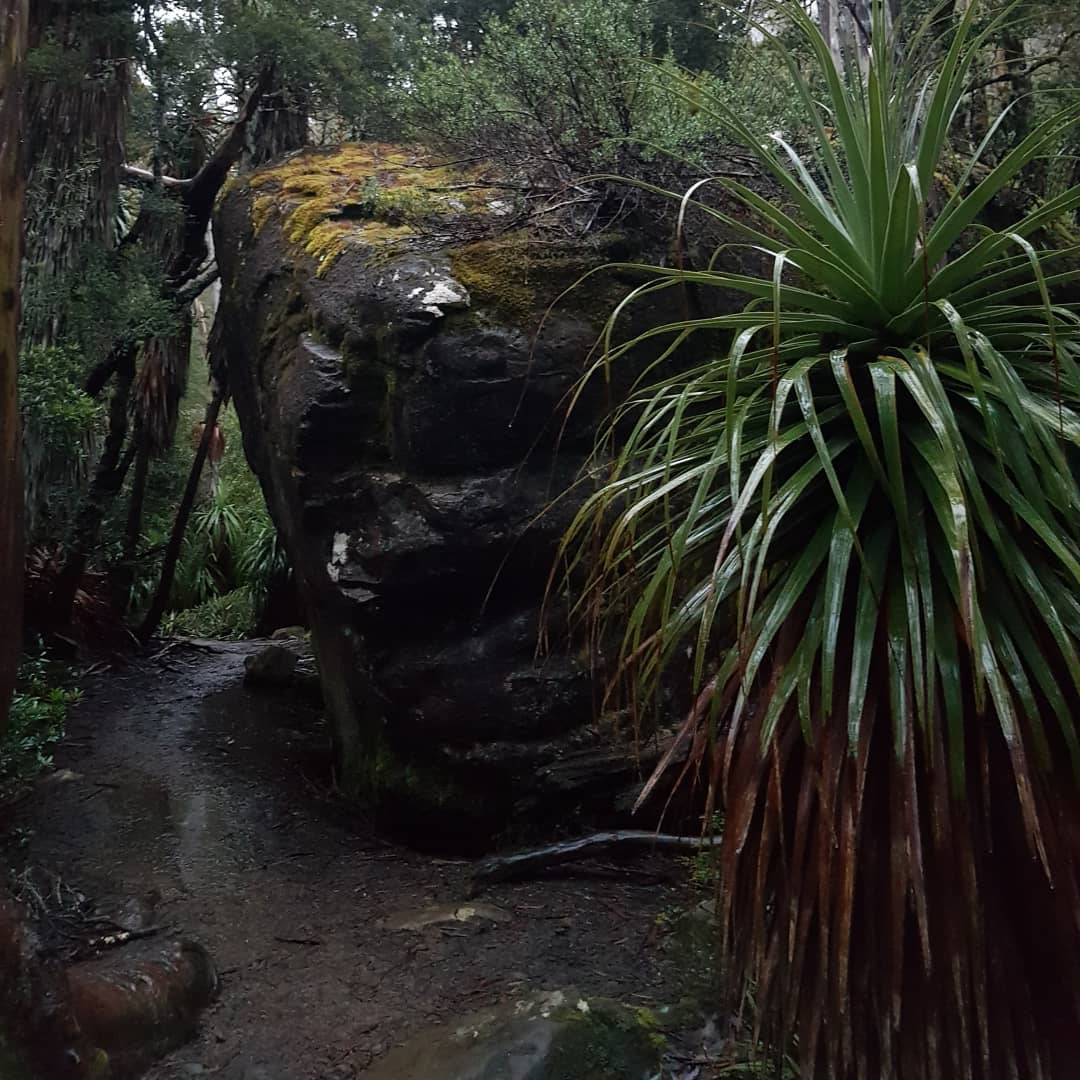 Pandani Grove in the rain