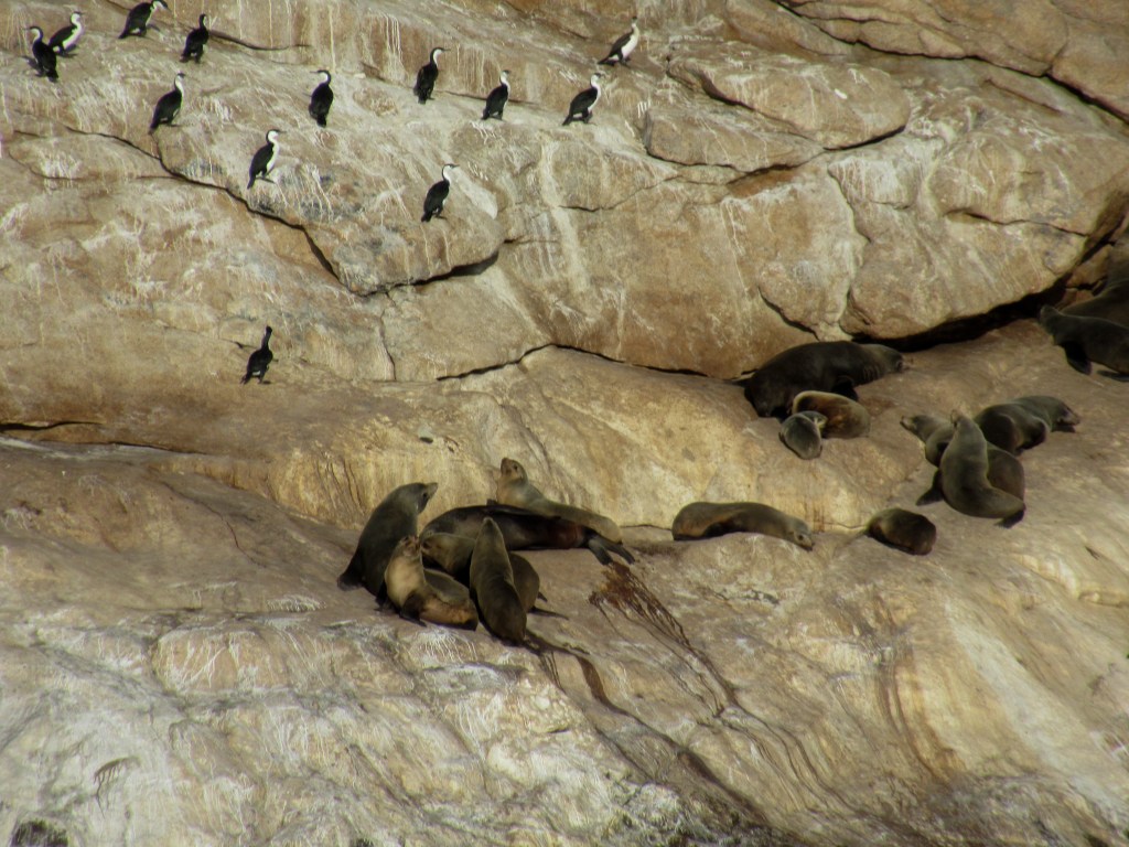Seals and black masked cormorants
