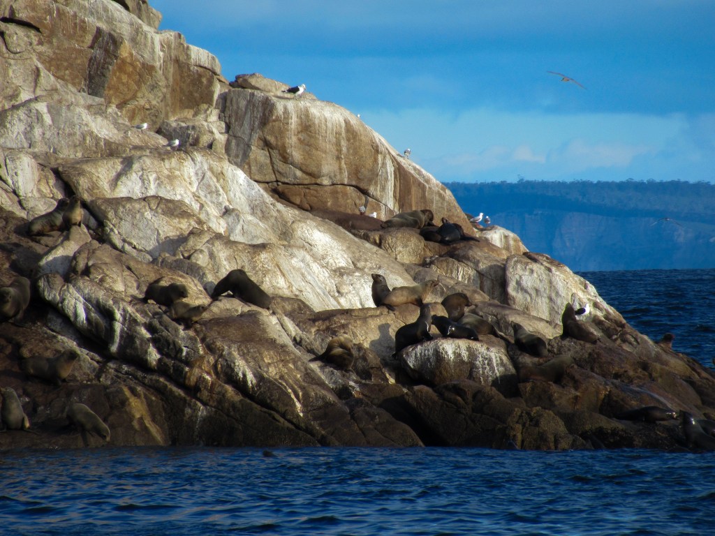 Seals basking