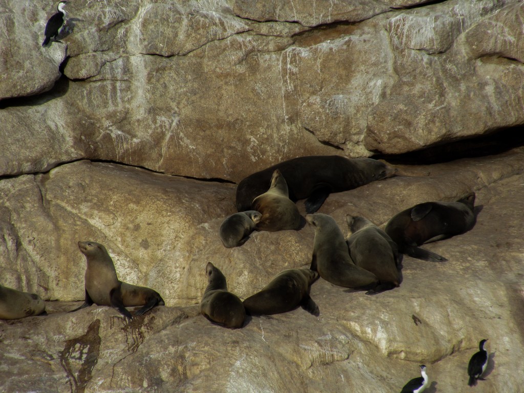 Seals basking