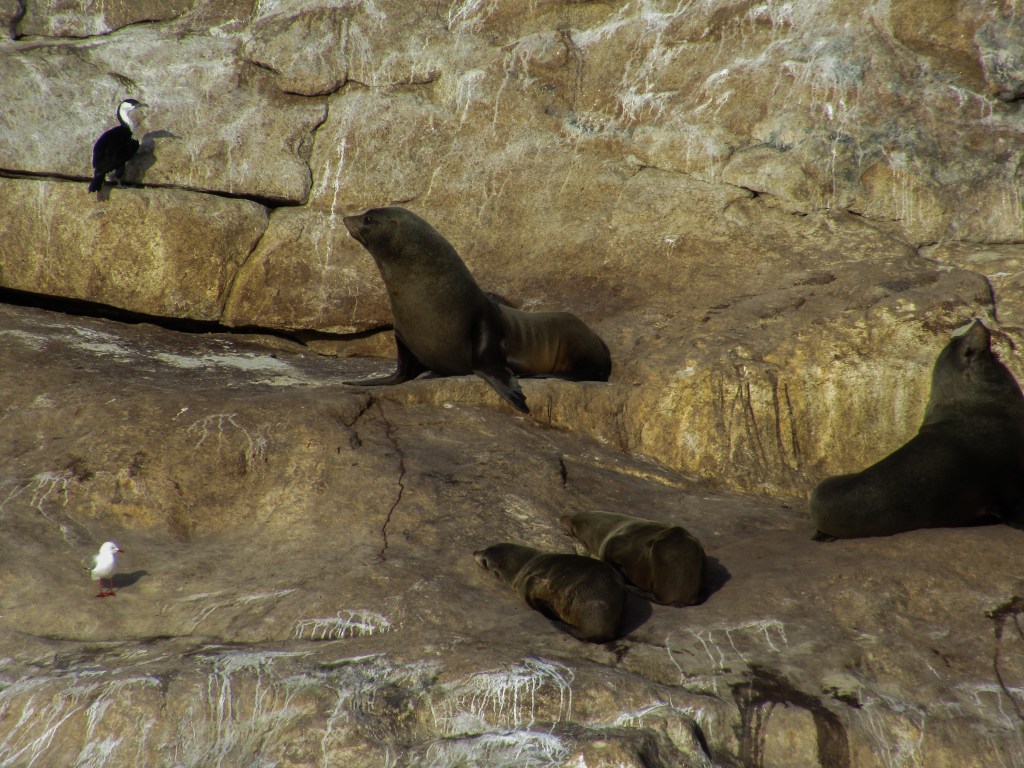 Seals observing cormorants