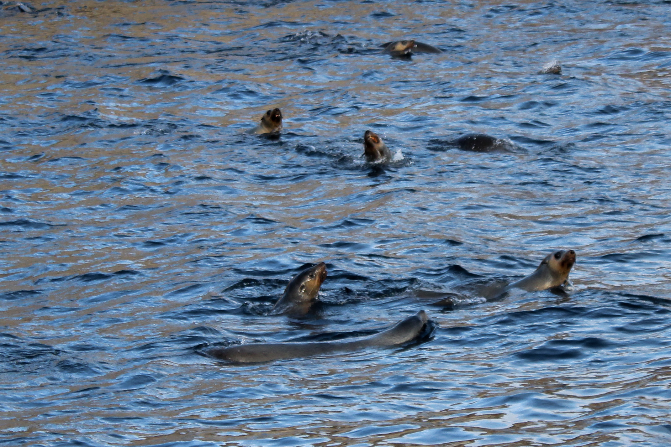 Seals playing in the water