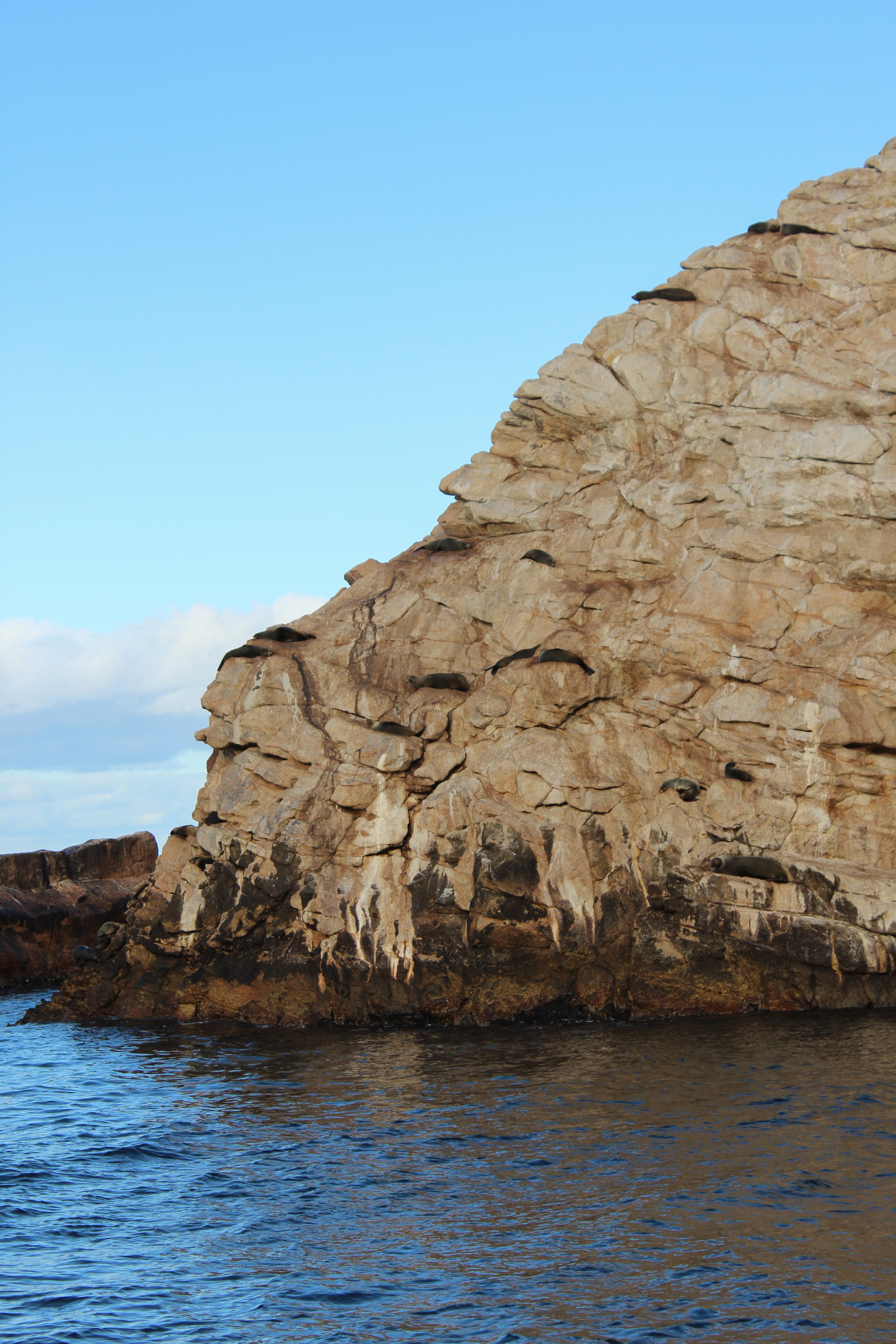 Seals basking on ledges