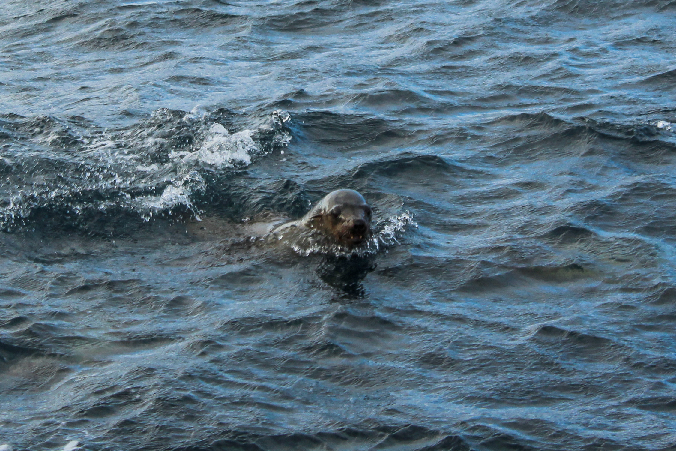 A swimming seal breaking the surface