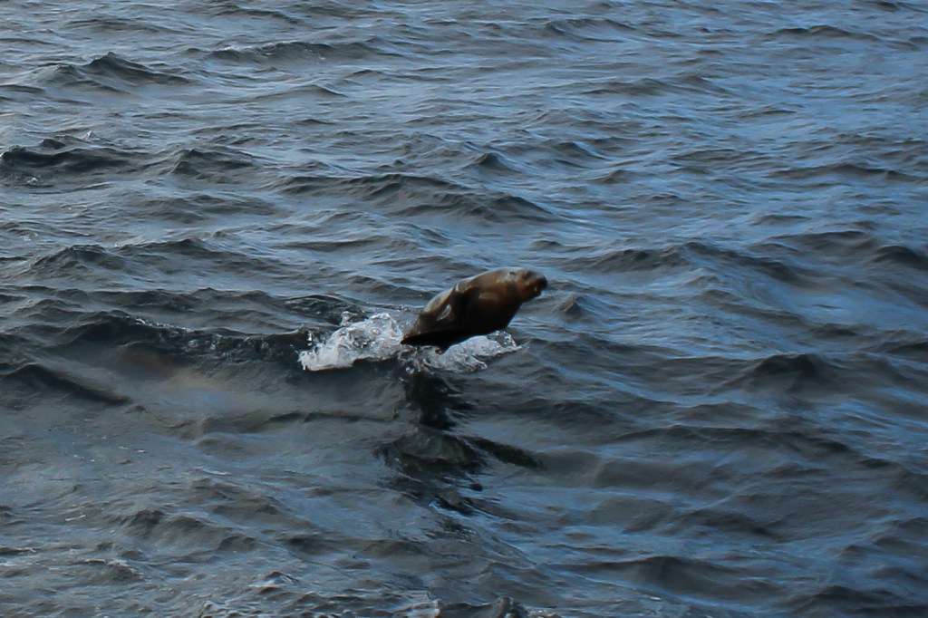 a seal leaping out of the water