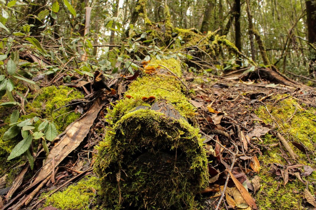 A mossy log