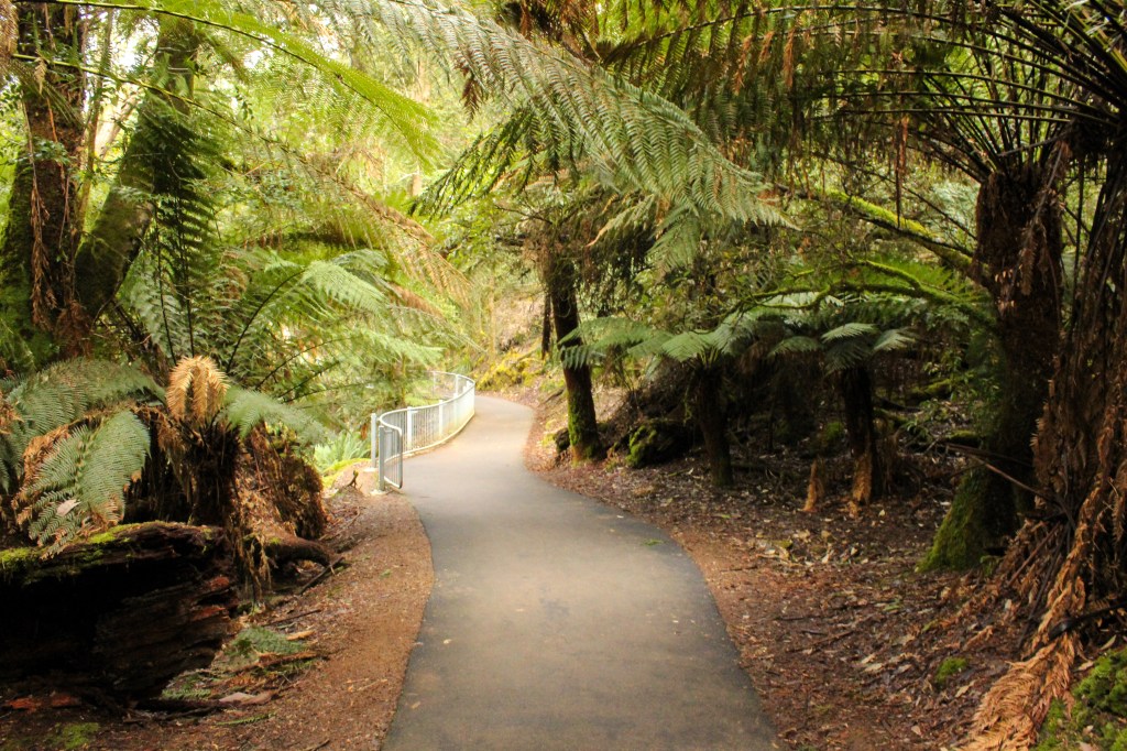 A paved path in a rainforest