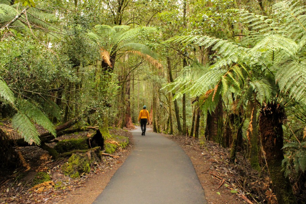 The paved, flat track to Russell Falls from the Mt Field Visitor Centre