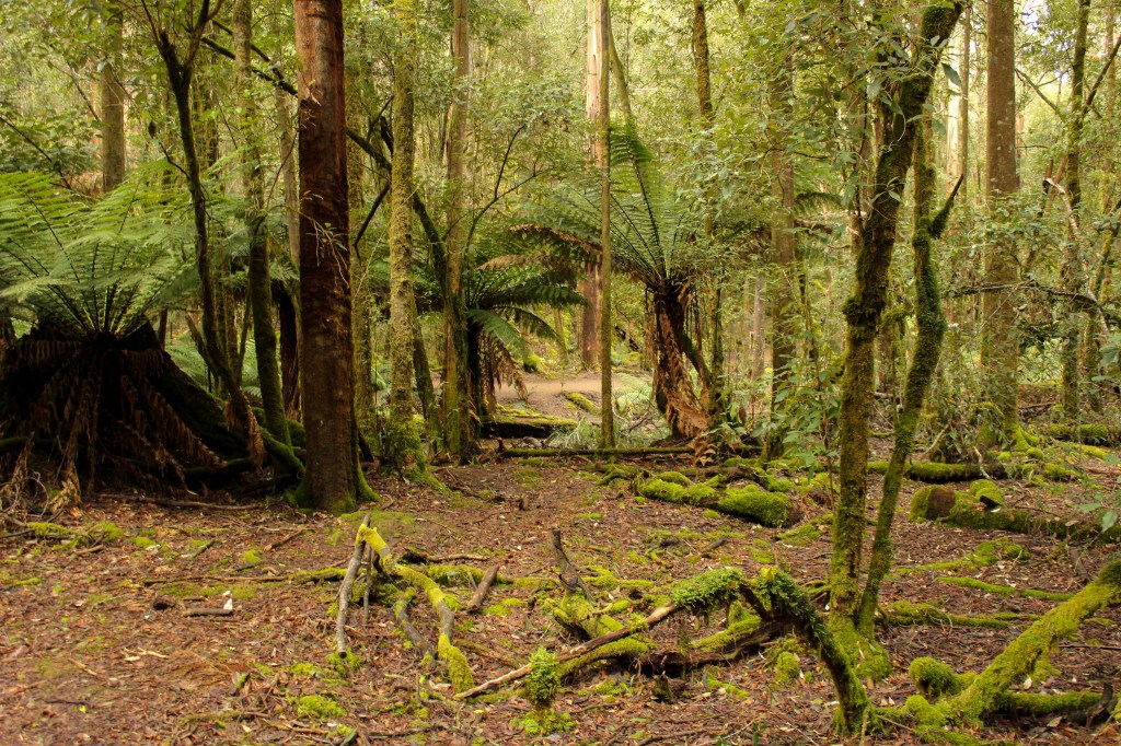A view of a dirt path through trees.
