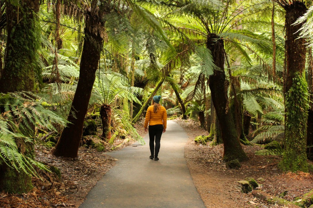 Sapphire walking on a path in the rainforest