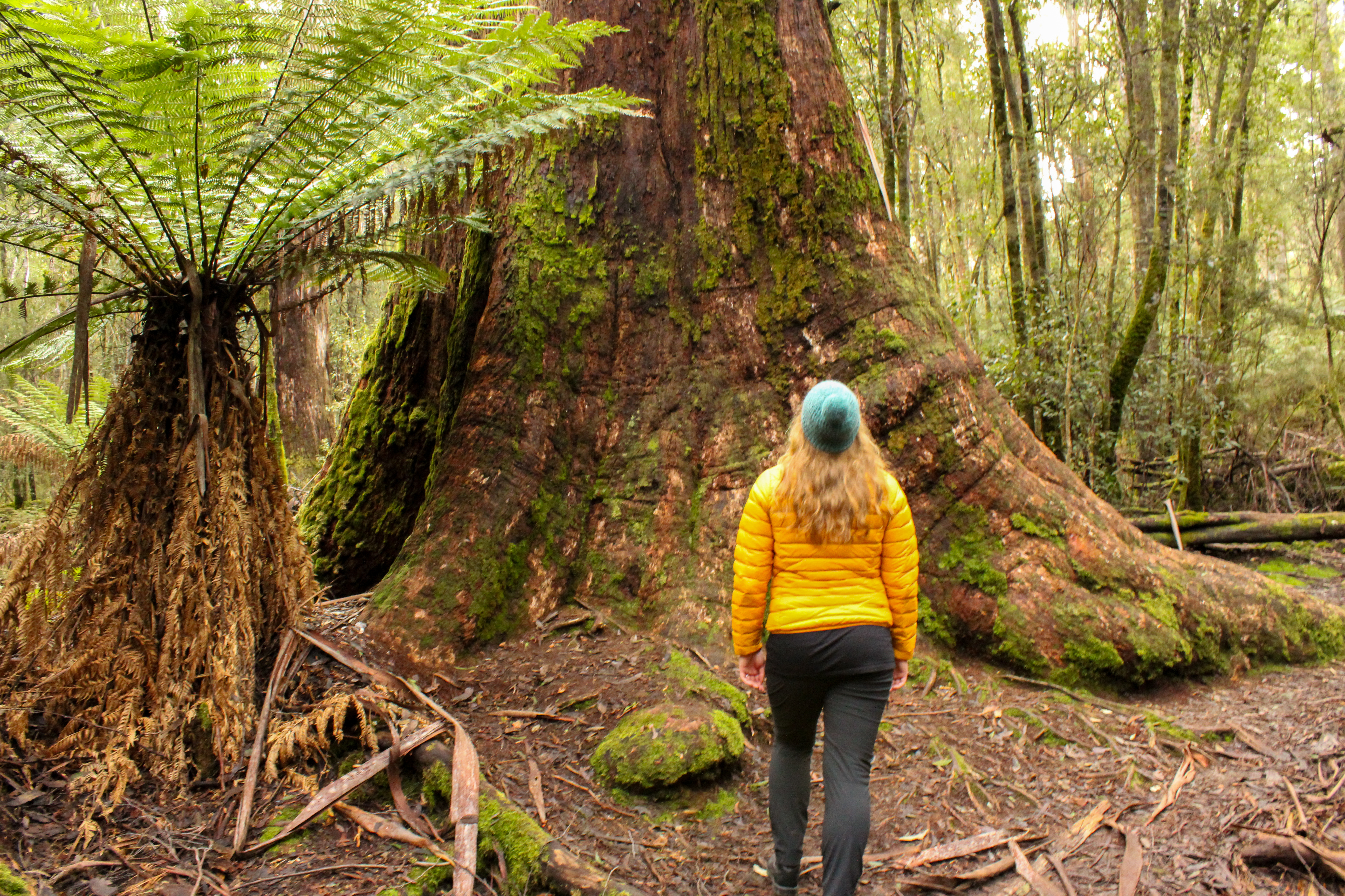 The base of a Swamp Gum compared to a human