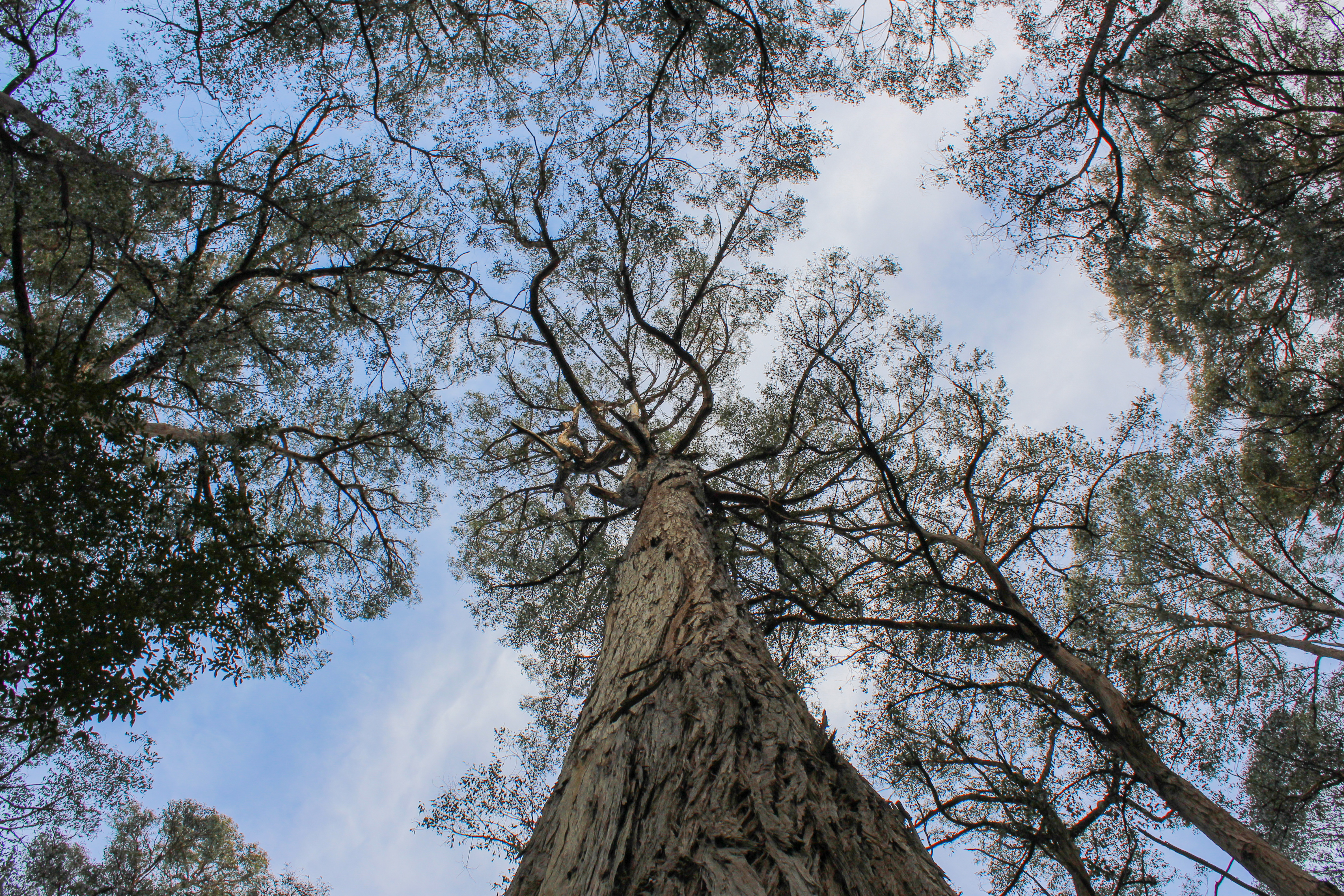 The canopy of swamp gums