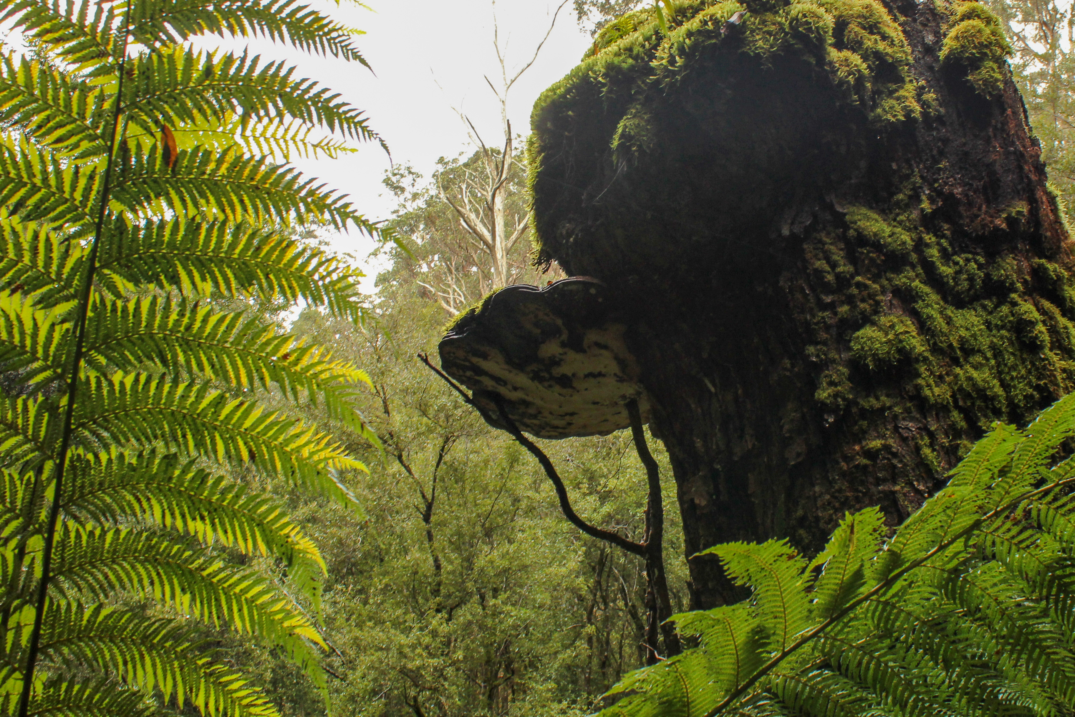 A huge shelf mushroom