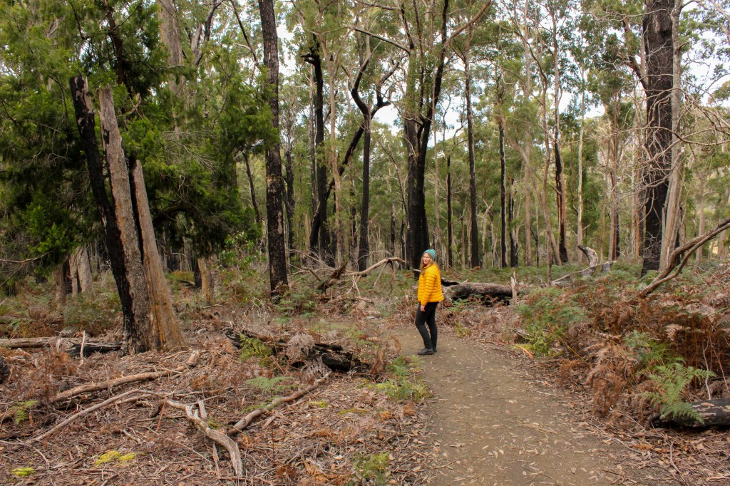 Sapphire in a dry schlerophyll forest