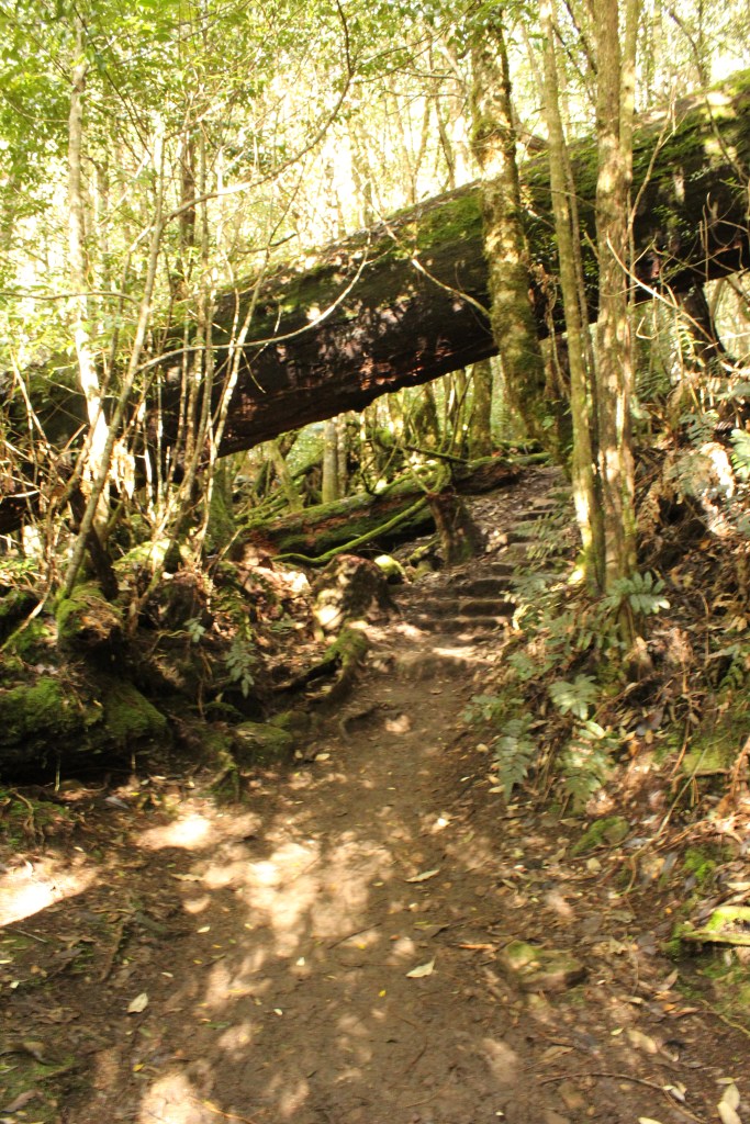A mossy overhanging tree fallen across the path with more stairs visible in the background