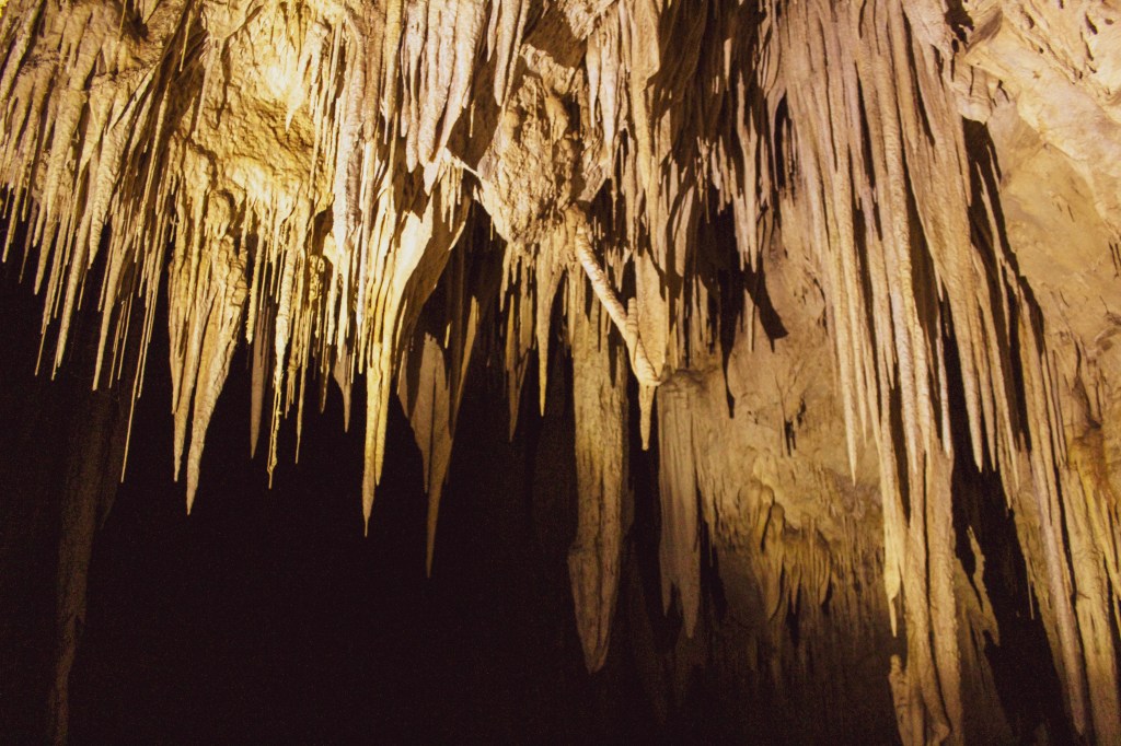 stalactites, artificially lit by an extensive light system, hang from the top of Newdegate Cave. Some have formed into ribbons thanks to a draft in the cave. 