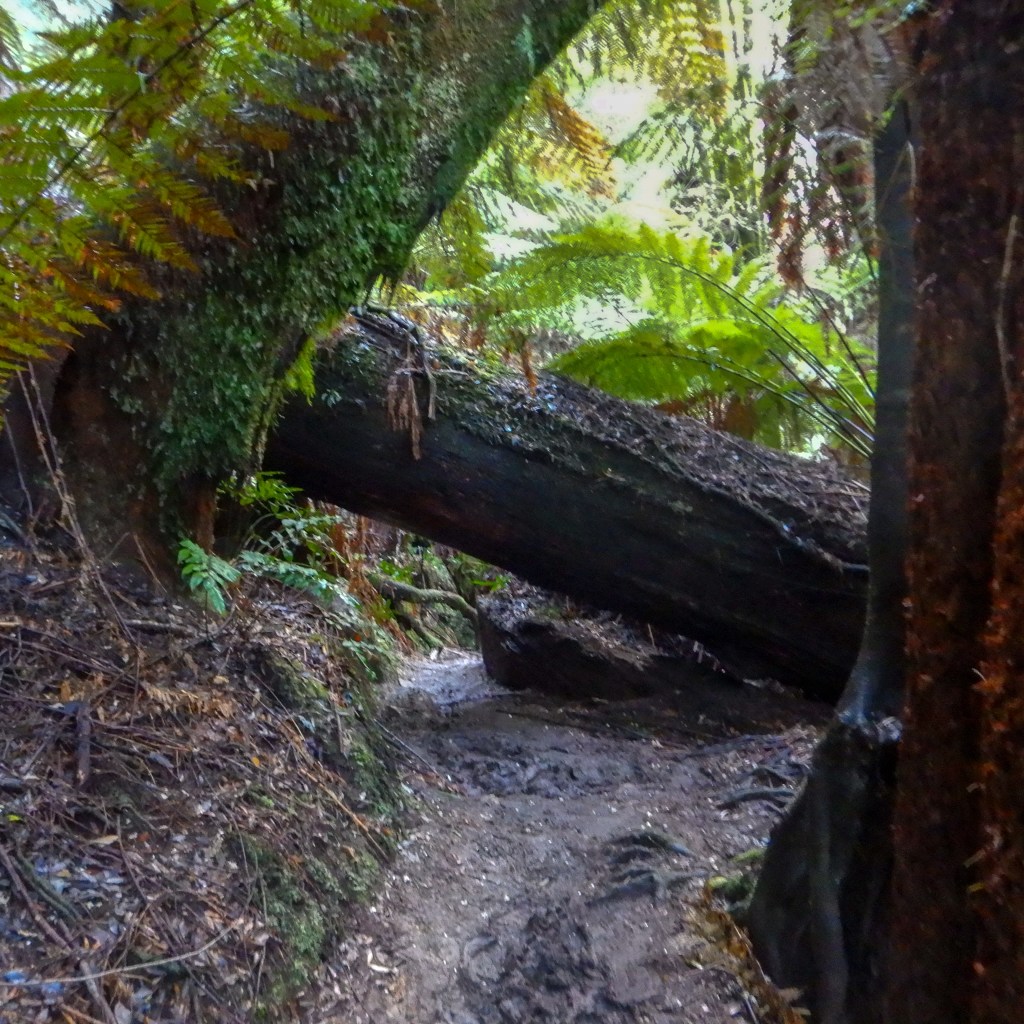 a large fallen tree lies across the path