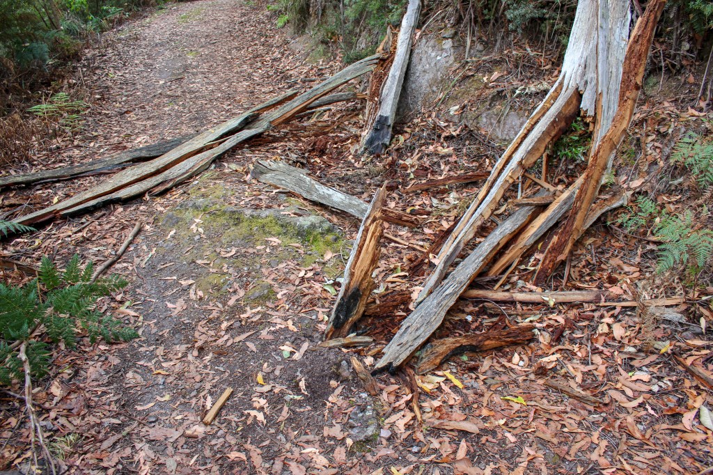 shinged remains of lightning struck tree is driven into the ground by the force of the strike