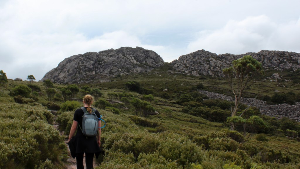 Sapphire follows the narrow path through the ankle height scrub towards a rocky outcrop. 
