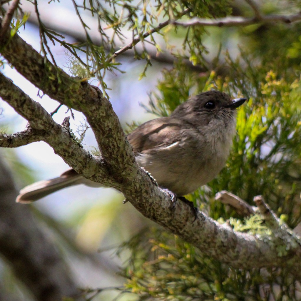 a muted coloured dusky robin blends in with its surroundings.