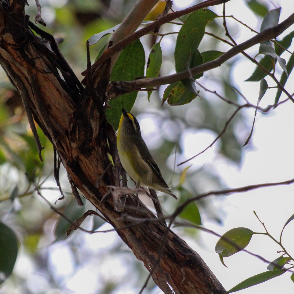 The soft yellows and greys of the striated pardalote provide excellent camouflage against the gum leaves where it forges.