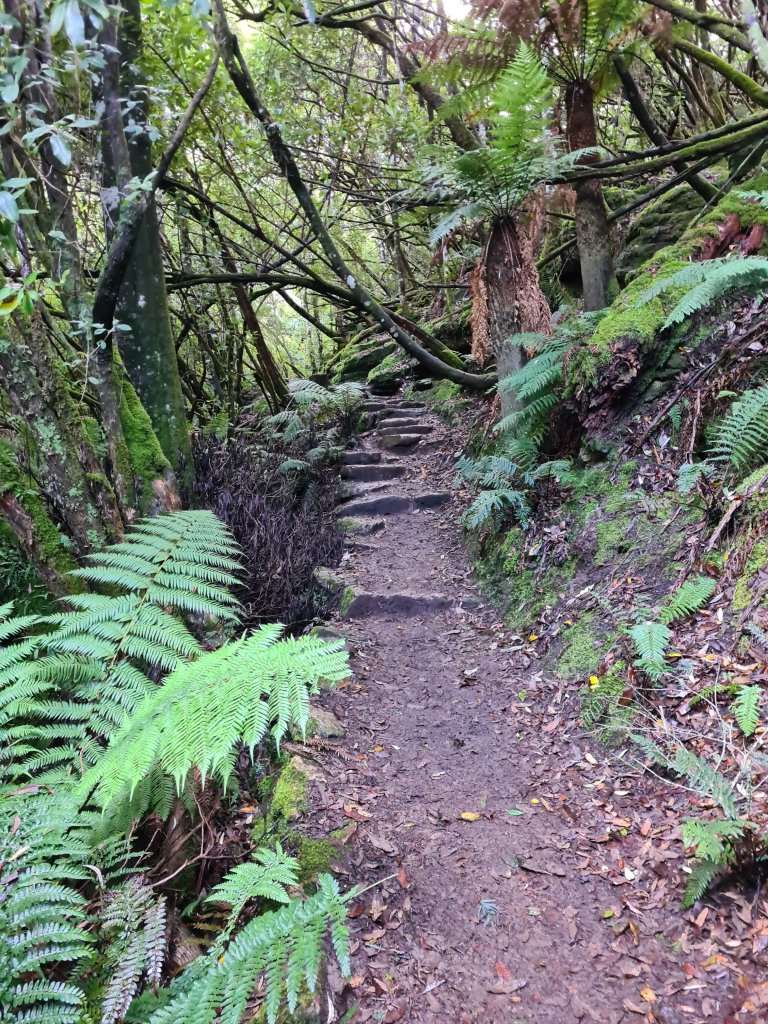 Stone steps, slick with moss and light rain, stand amongst the trees and manferns. A small cliff drop is to the left of the path.