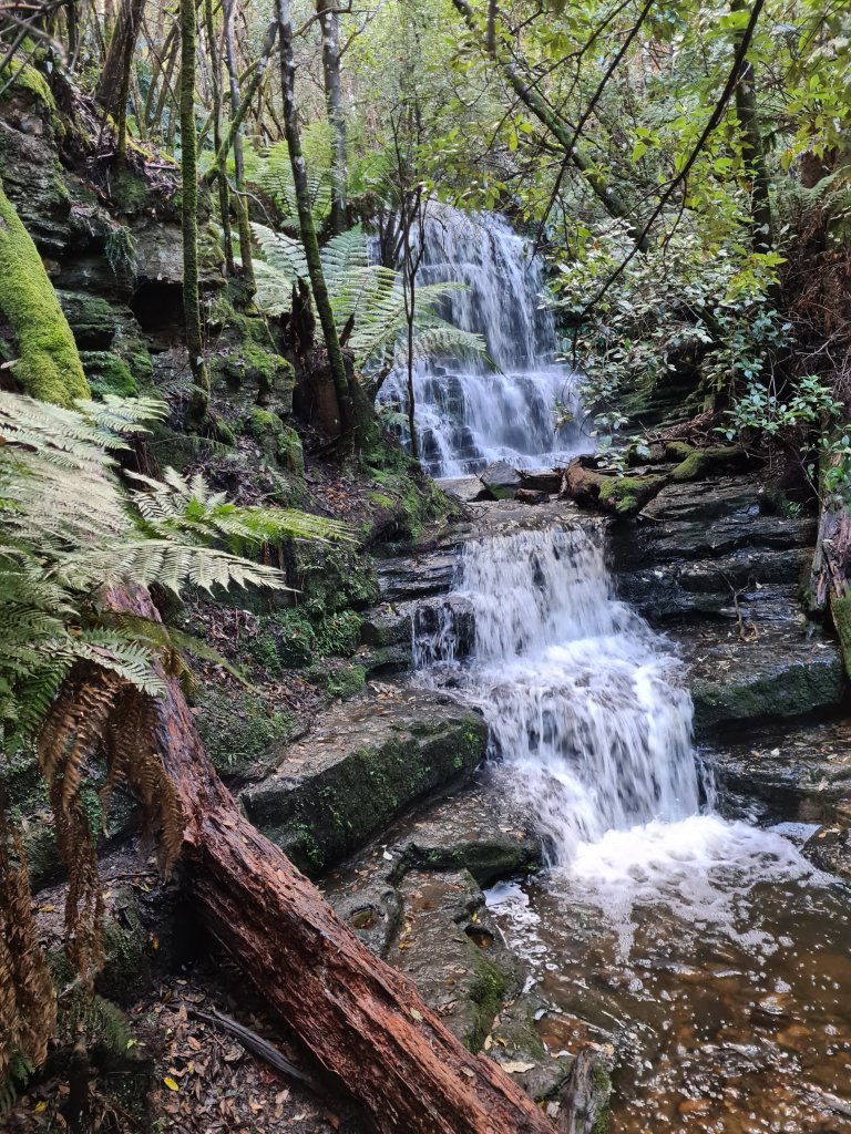Myrtle Gully Falls cuts a long streak of white over its cascading tiers, ending in a tannin rich pool at the bottom.