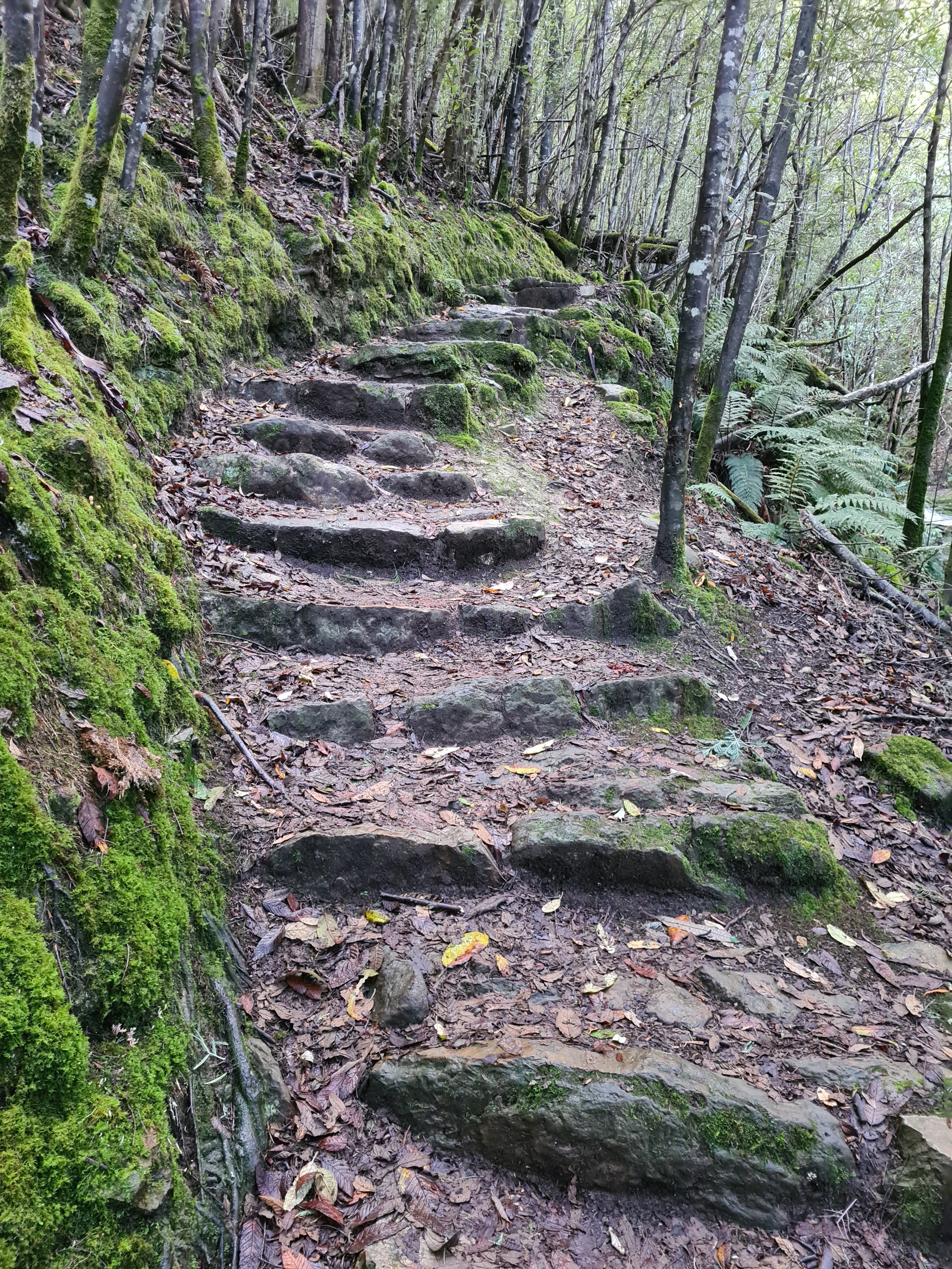 Stone steps pave the way through the trees and up a small incline