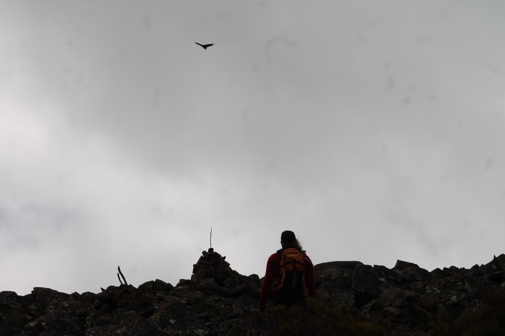 Sapphire, lightly wind swept, stands just below a cairn accentuated with a stick. The eagle flies just overhead. 