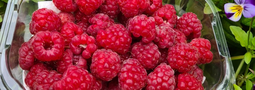 A punnet of raspberries sits beside a purple pansy
