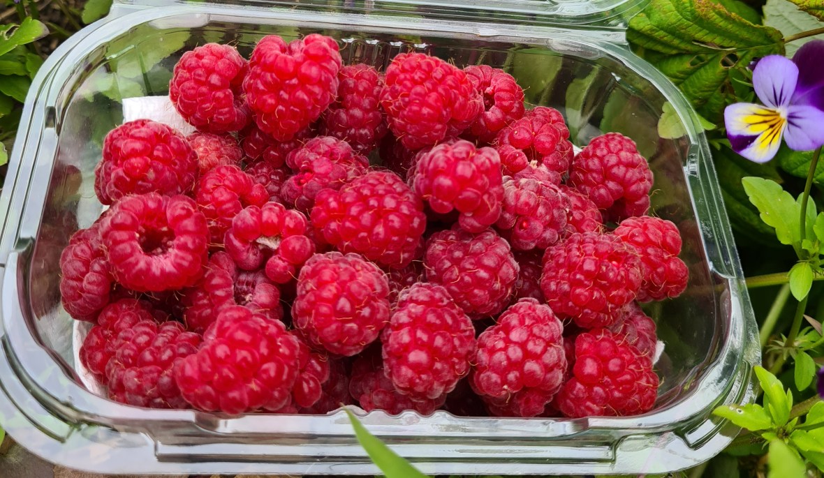 A punnet of raspberries sits beside a purple pansy