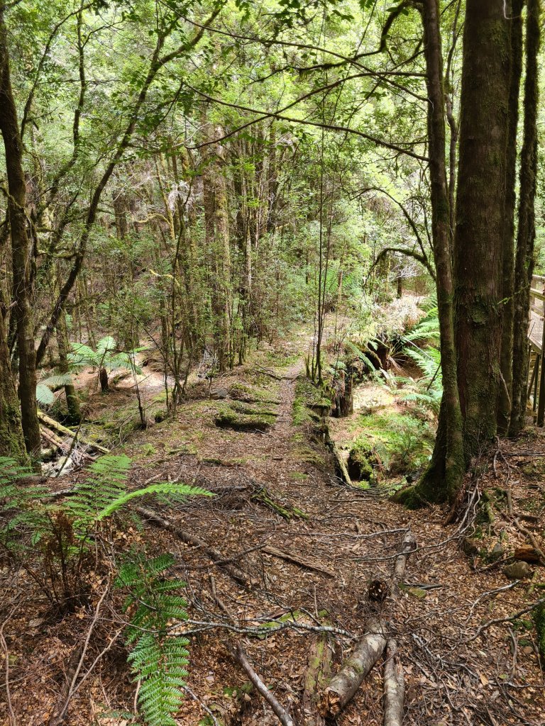 A few fallen sleepers on the old bridge give away its location. It is otherwise very well camouflaged in the moss and leaf litter.