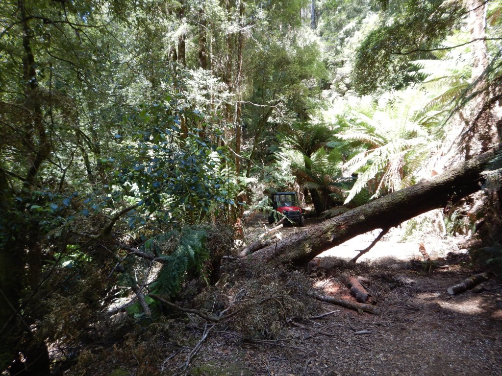 A small peep of the red golf buggy the rangers drive is visible past the fallen trees which block the path.