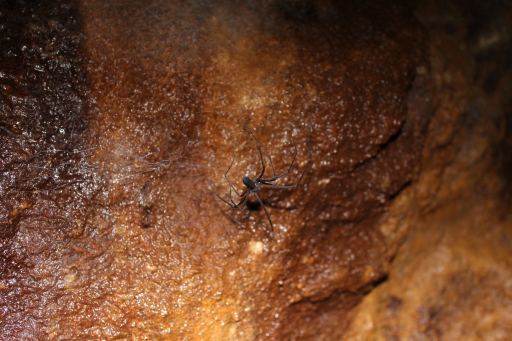 A very large, black spider sits on the red rocks, waiting for bugs. 