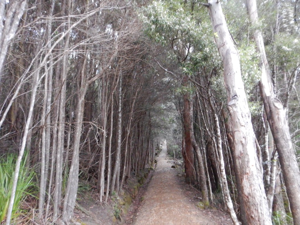 The path leading through tall pale trucked trees.